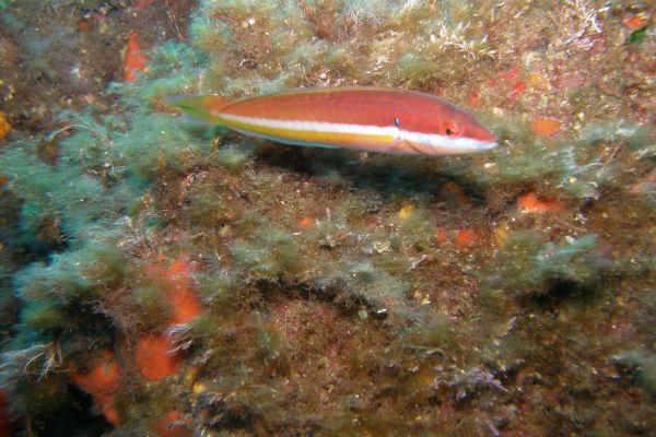 Girelle royale  Coris julis
